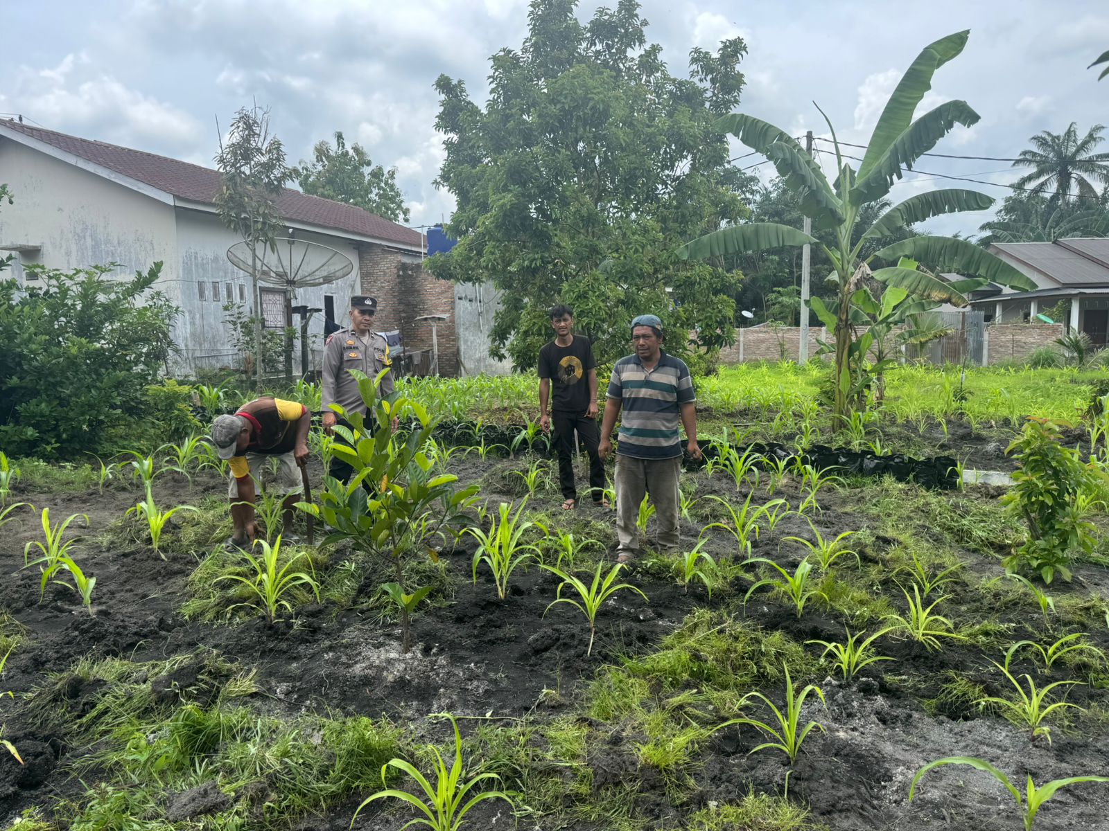 BHABINKAMTIBMAS POLSEK PULAU RAJA LAKUKAN PENGECEKAN TANAMAN JAGUNG DUKUNG PROGRAM KETAHANAN PANGAN